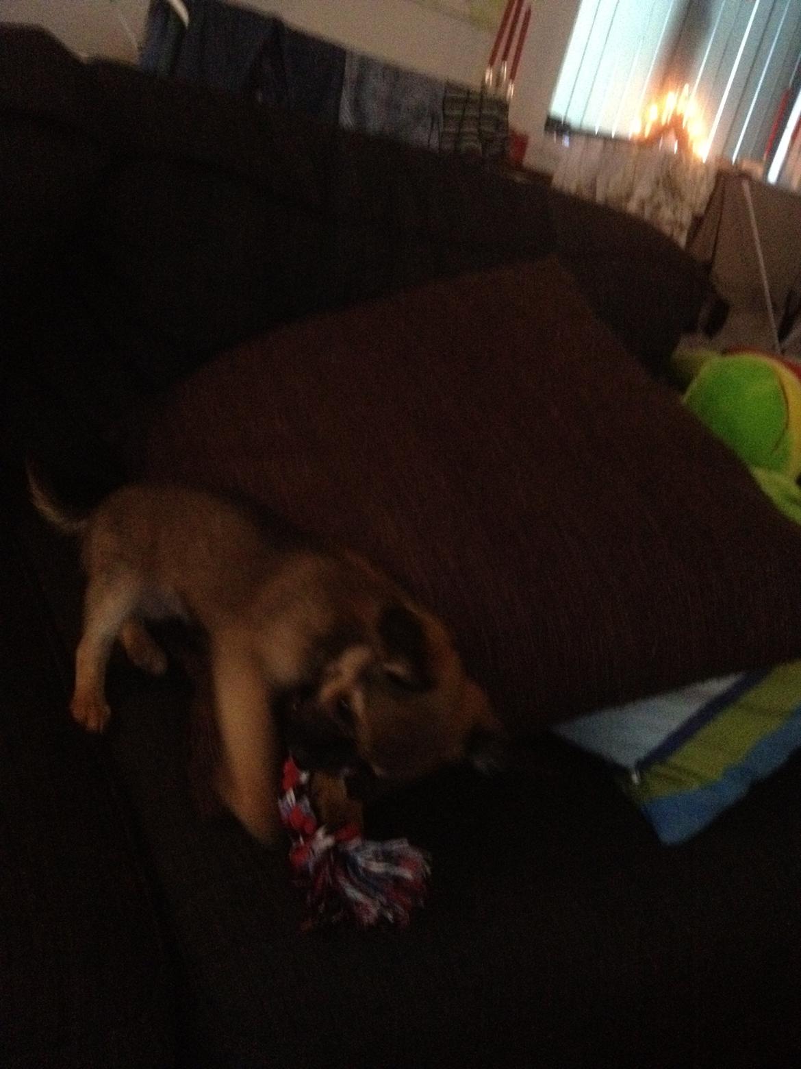 Chihuahua Charlie billede 5