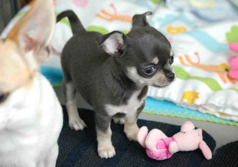 Chihuahua Chihuanas Blueberry Yum Yum - Evee - Lille hvalp <3 billede 32