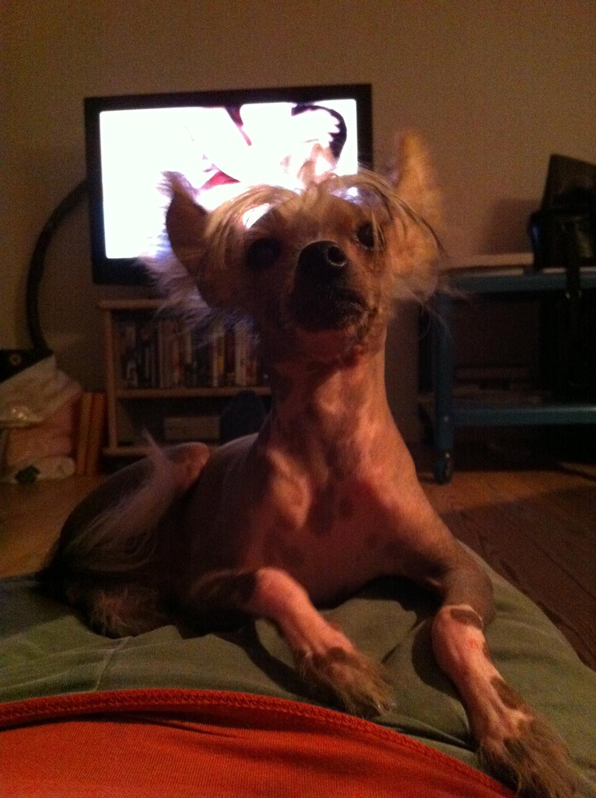 Chinese crested hårløs Manfred billede 17