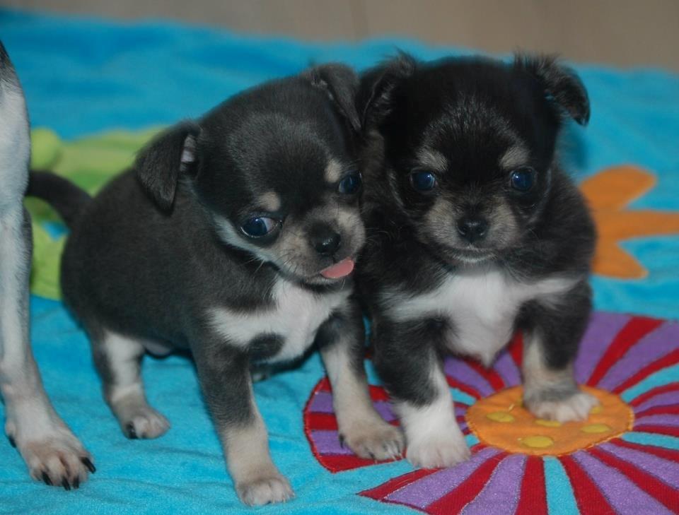 Chihuahua Chihuanas Blueberry Yum Yum - Evee - Evee og hendes bror Kody :-) billede 30