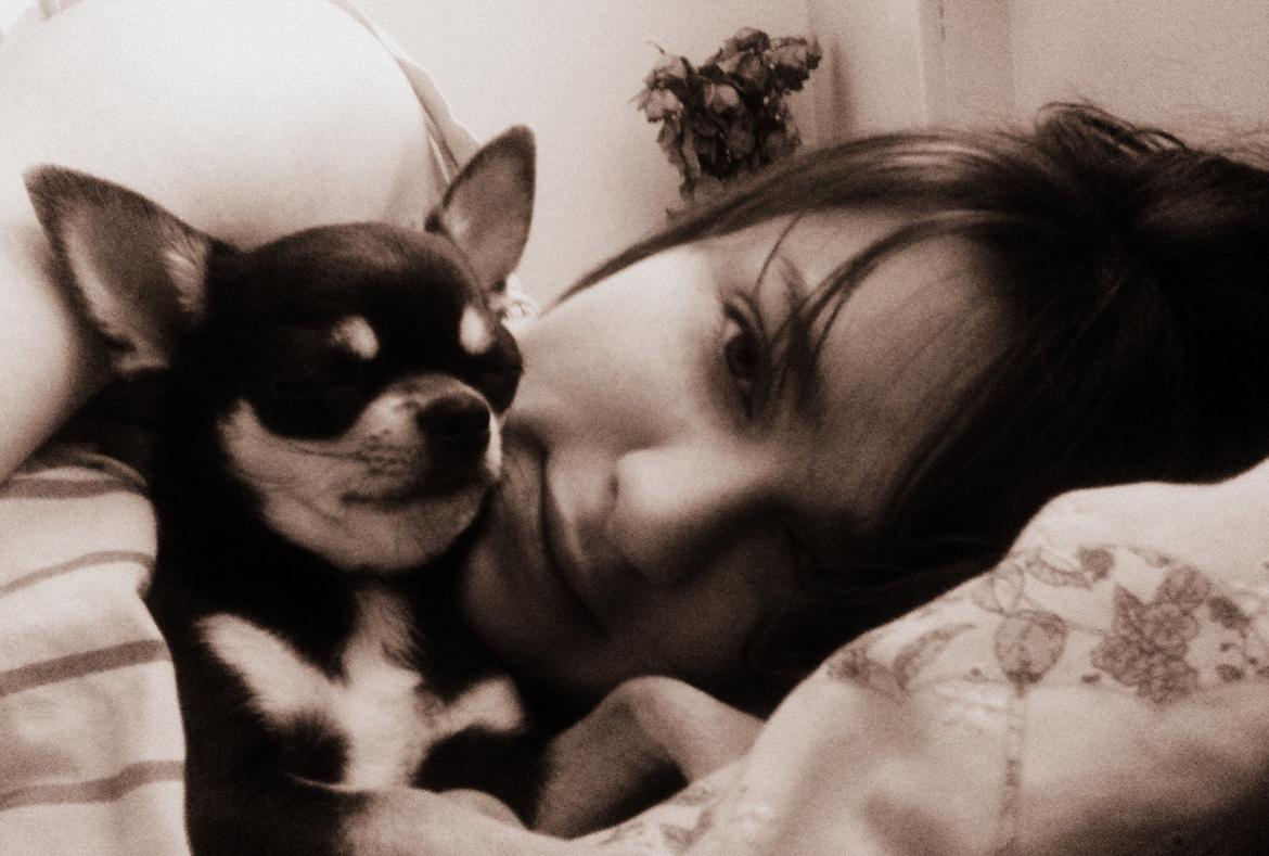 Chihuahua Chihuanas Blueberry Yum Yum - Evee - Morgenhygge <3 billede 26