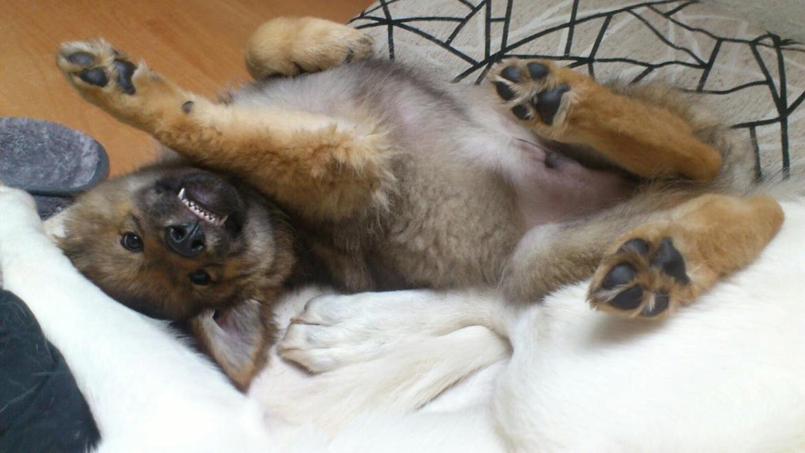 Tjekkoslovakisk ulvehund Roko billede 14