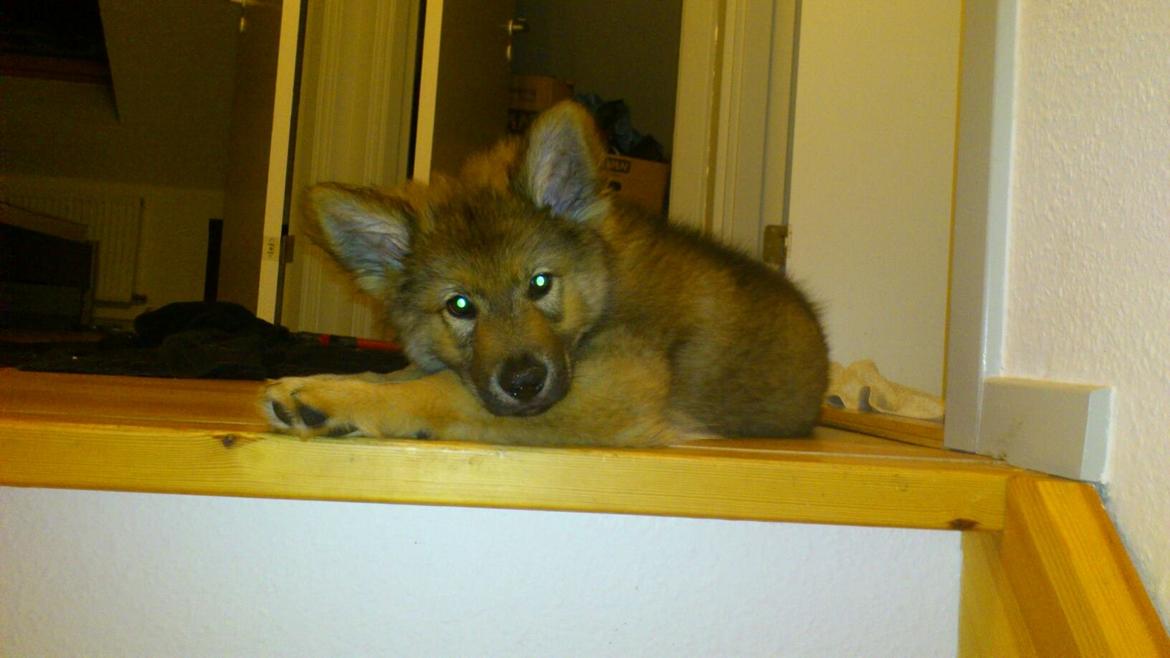 Tjekkoslovakisk ulvehund Roko billede 36