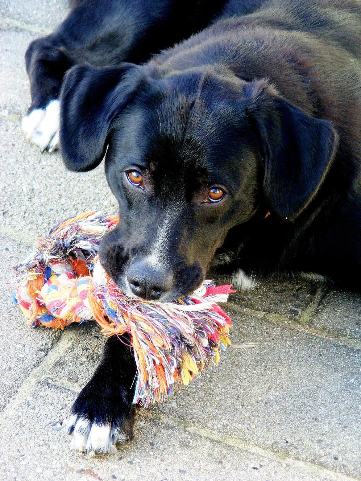 Blanding af racer Yazmin - Og hun er bare så smuk altså :-)!
Se de øjne... billede 11
