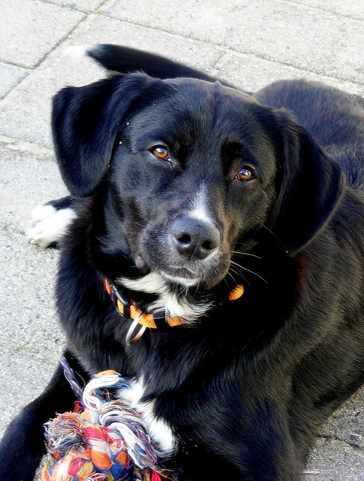 Blanding af racer Yazmin - Vidunderligt billede!  billede 12