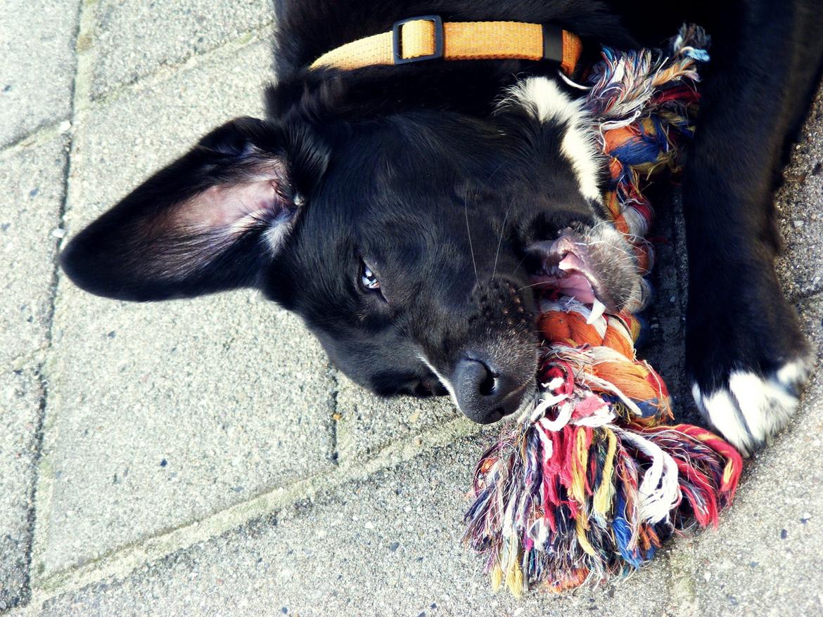 Blanding af racer Yazmin billede 13