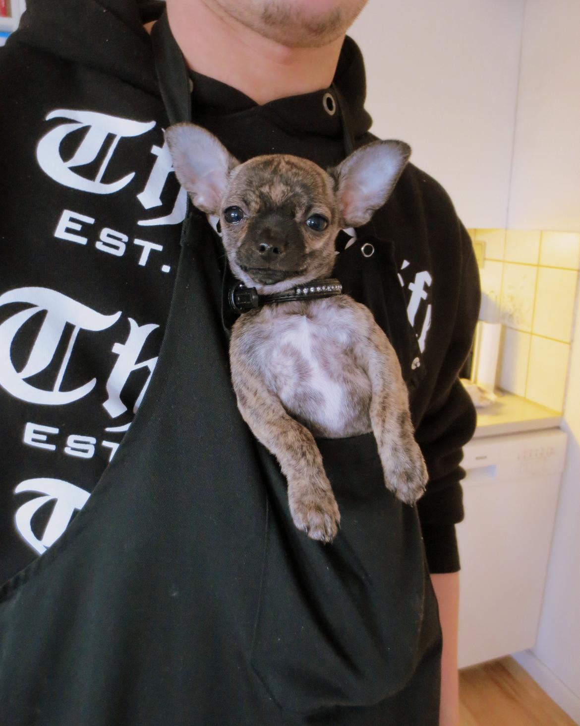 Chihuahua Kenai billede 12