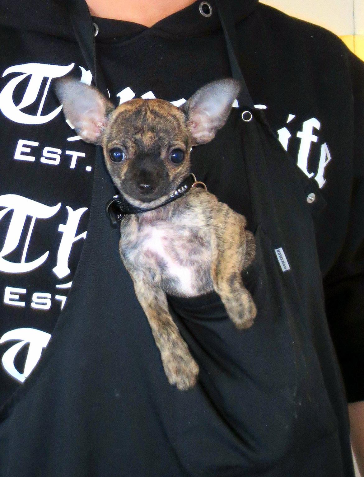 Chihuahua Kenai billede 9