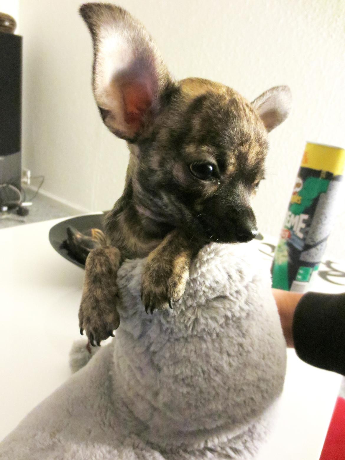 Chihuahua Kenai billede 10