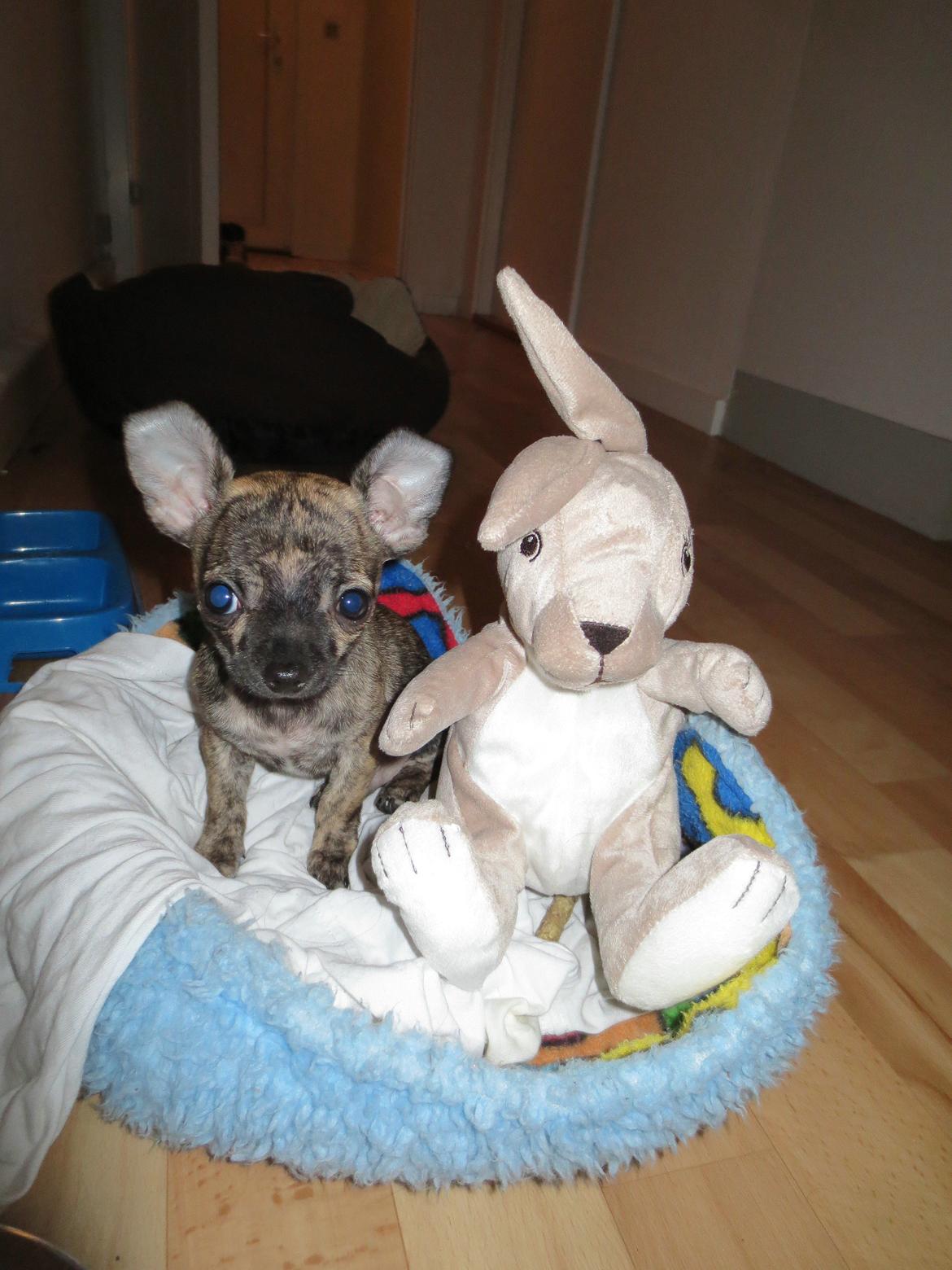 Chihuahua Kenai billede 15