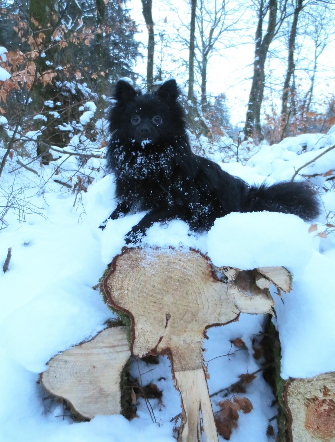 Pomeranian Louis billede 4