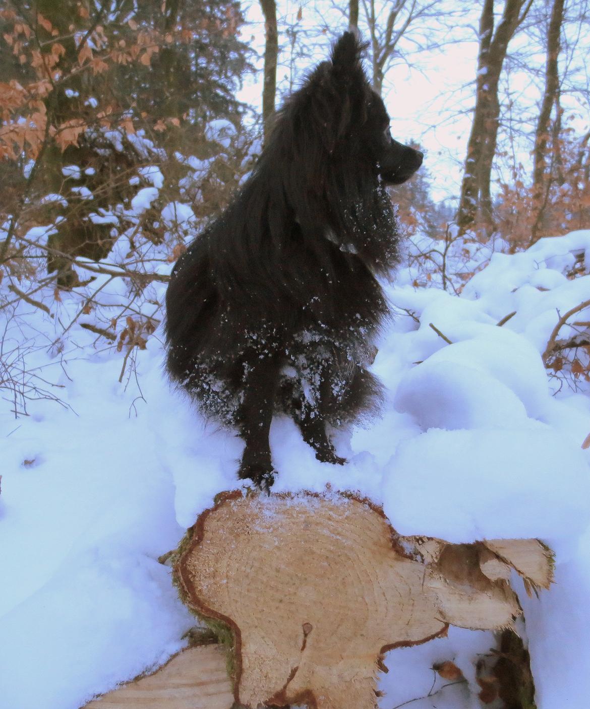 Pomeranian Louis billede 15