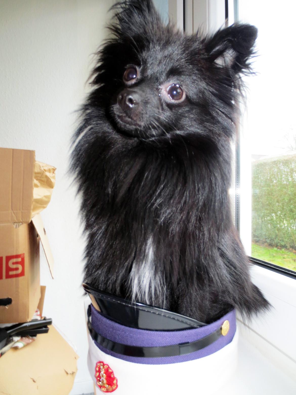 Pomeranian Louis billede 20