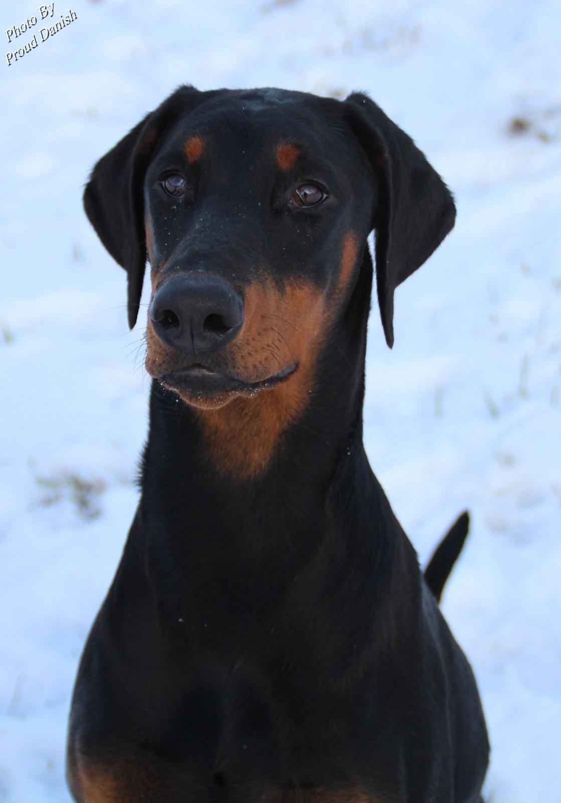 Dobermann Proud Danish For Your Love Only - 6 mdr billede 4