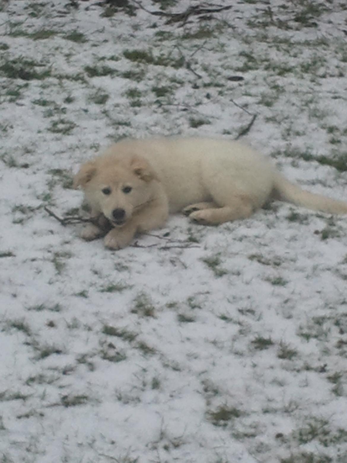 Blanding af racer lajcka billede 6