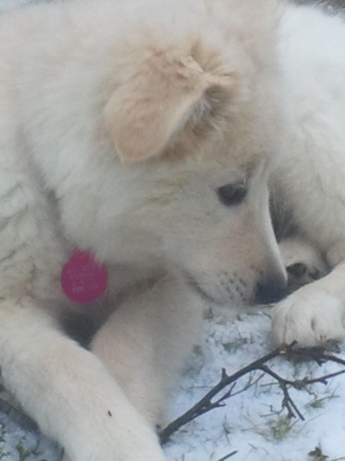 Blanding af racer lajcka billede 7