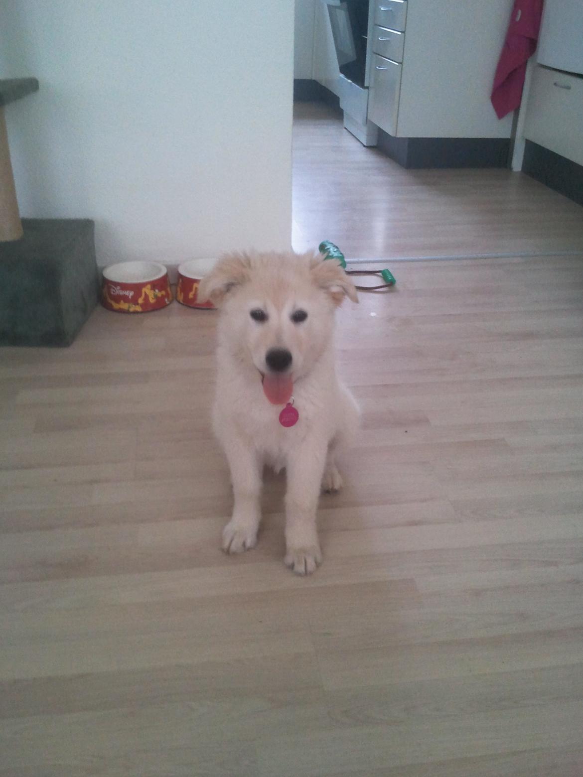 Blanding af racer lajcka billede 8