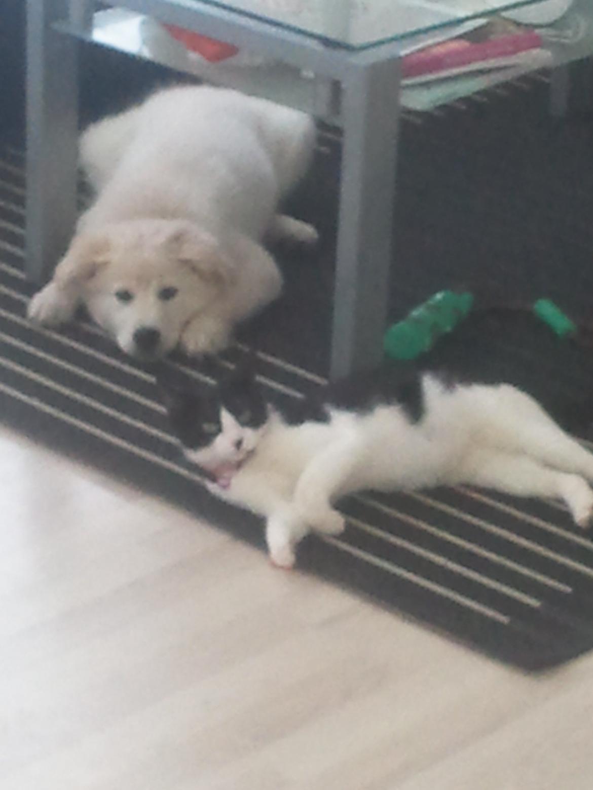 Blanding af racer lajcka billede 9