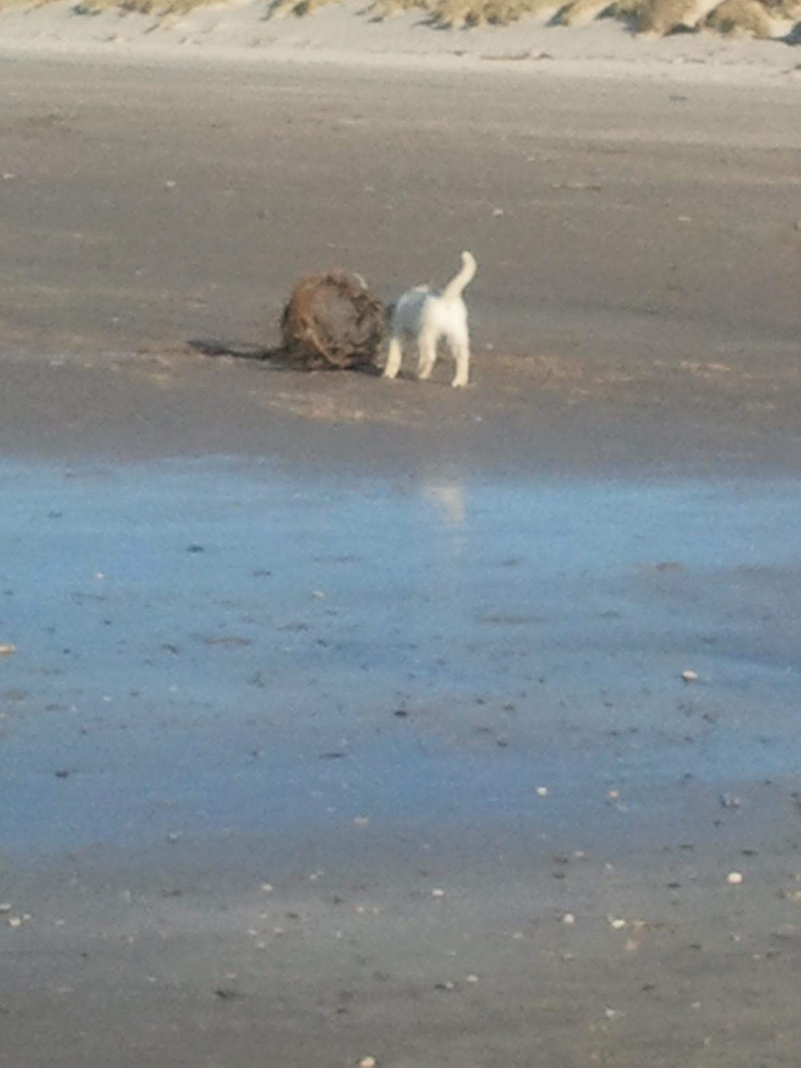 Blanding af racer lajcka billede 10