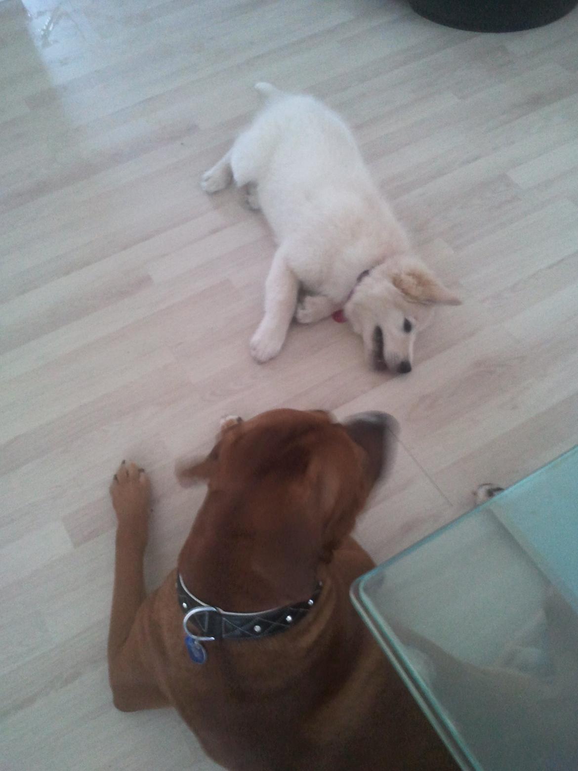 Blanding af racer lajcka billede 11