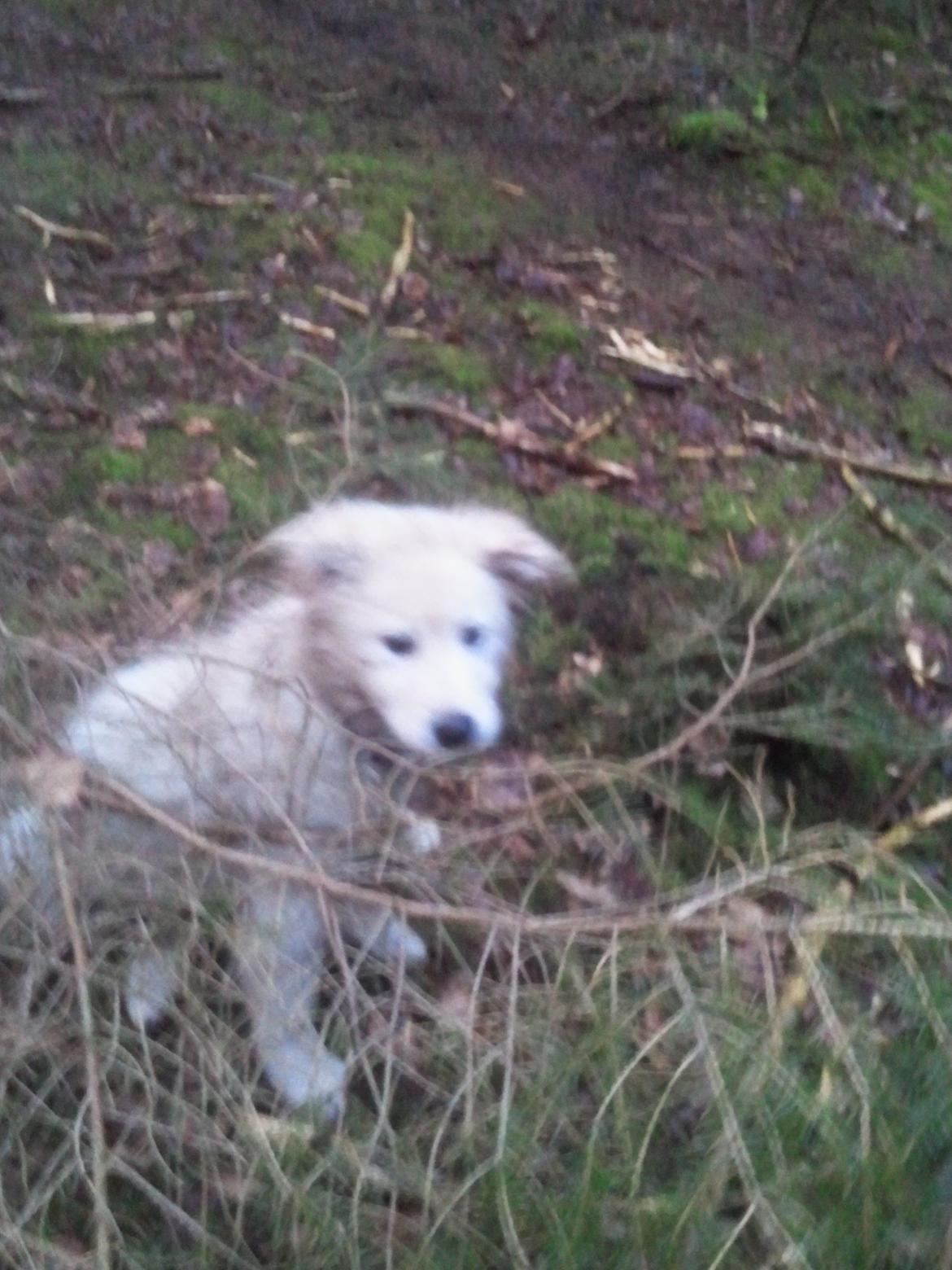 Blanding af racer lajcka billede 12