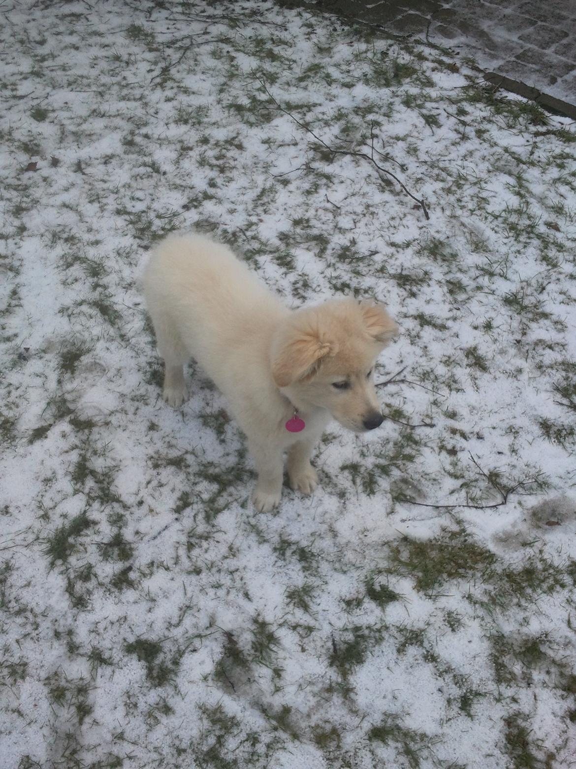 Blanding af racer lajcka billede 13