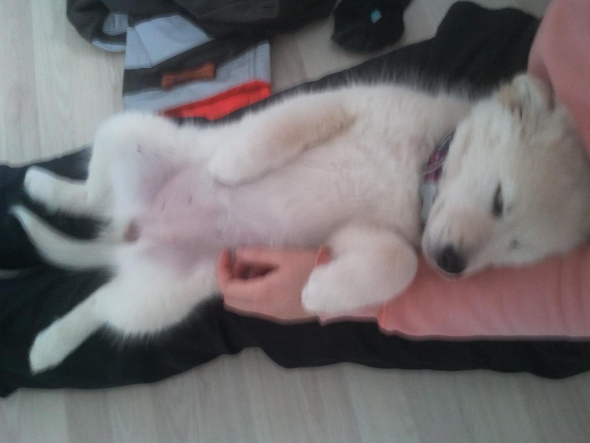 Blanding af racer lajcka billede 14