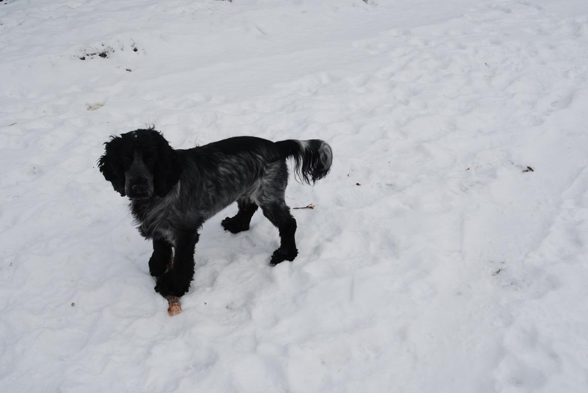 Cocker spaniel Silke - nu er hun lidt over et år gammel <3 hun men hun leger stadig meget her med hendes pind :) billede 11