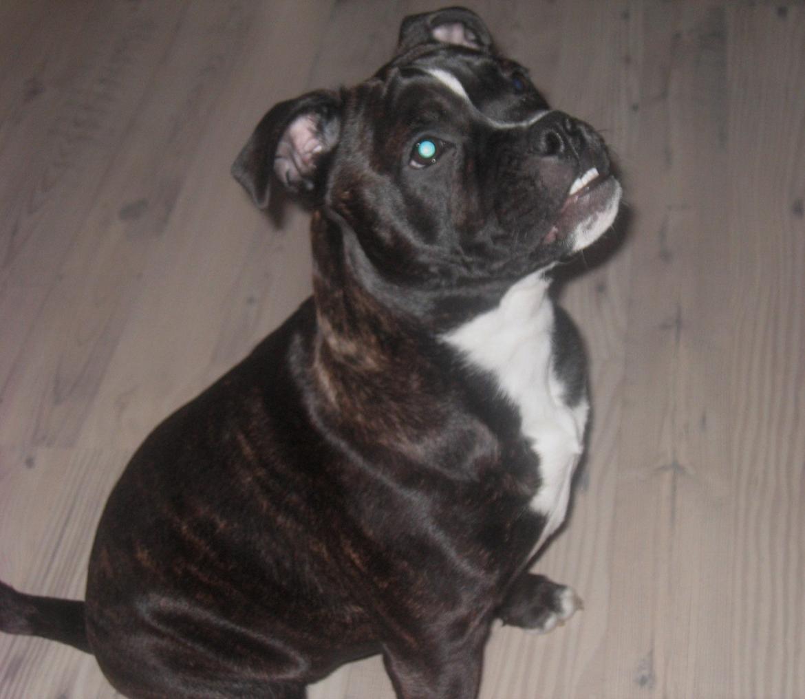 Olde english bulldogge Bodil - 1½ cm underbid er svær at skjule :-) 3½ mdr. billede 14