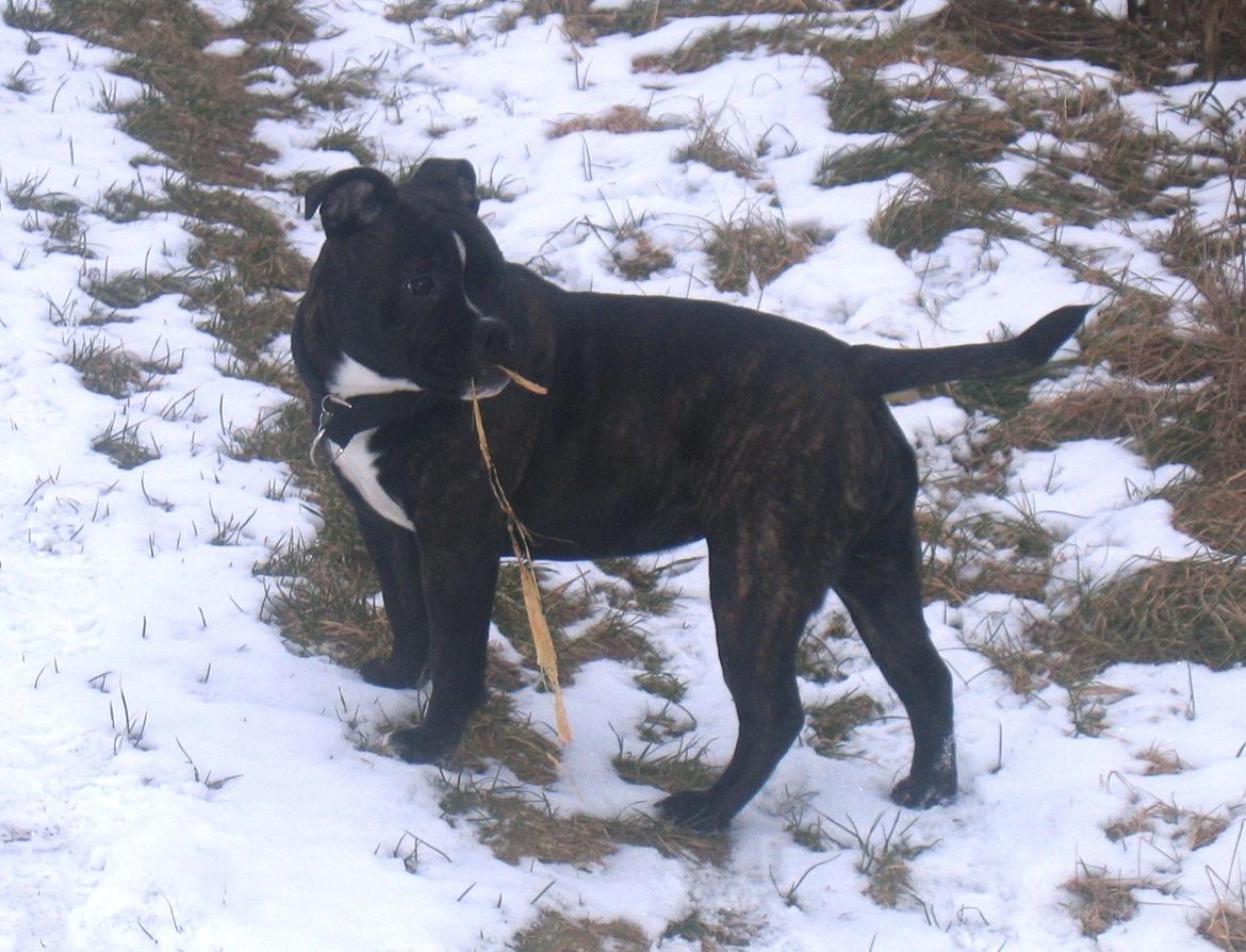 Olde english bulldogge Bodil - 5½ mdr. billede 12