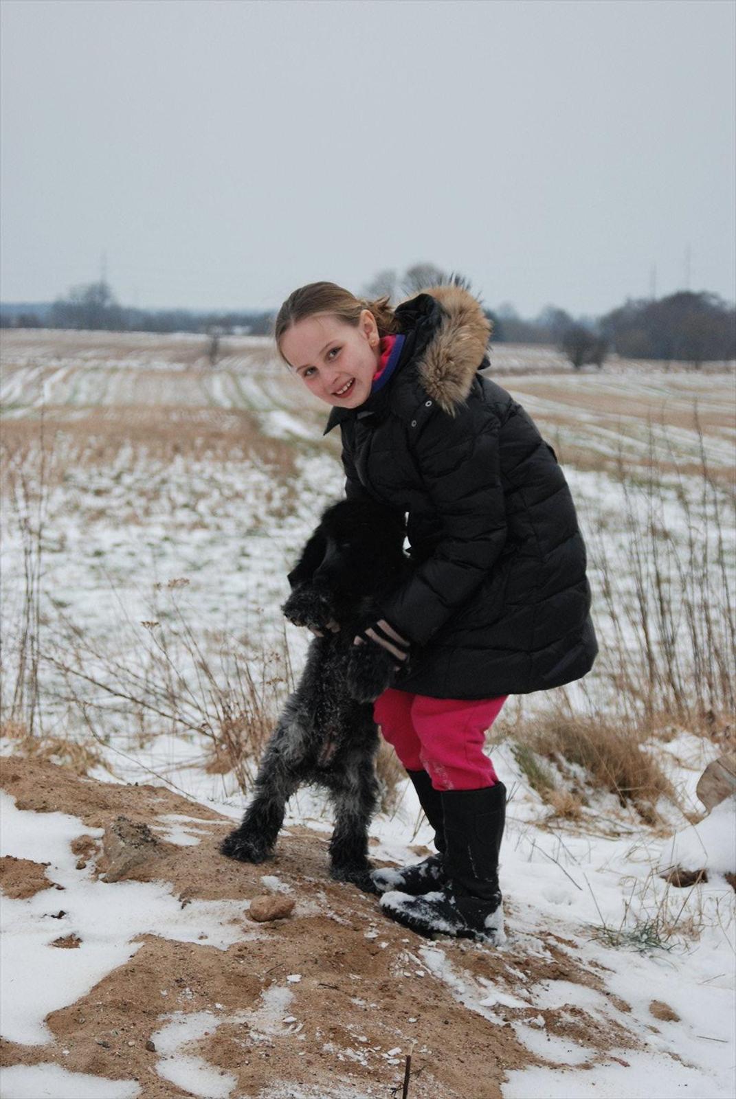 Cocker spaniel Silke billede 9