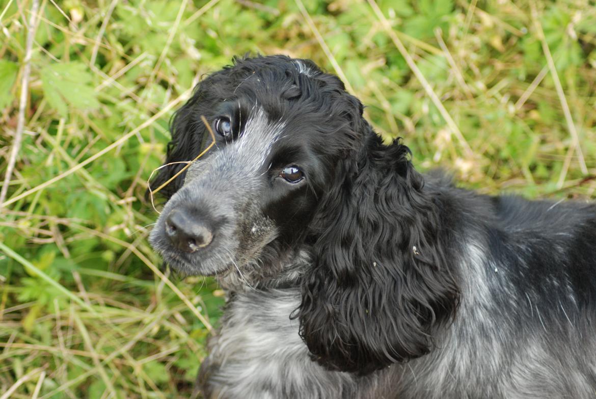 Cocker spaniel Silke - smukke hund billede 12