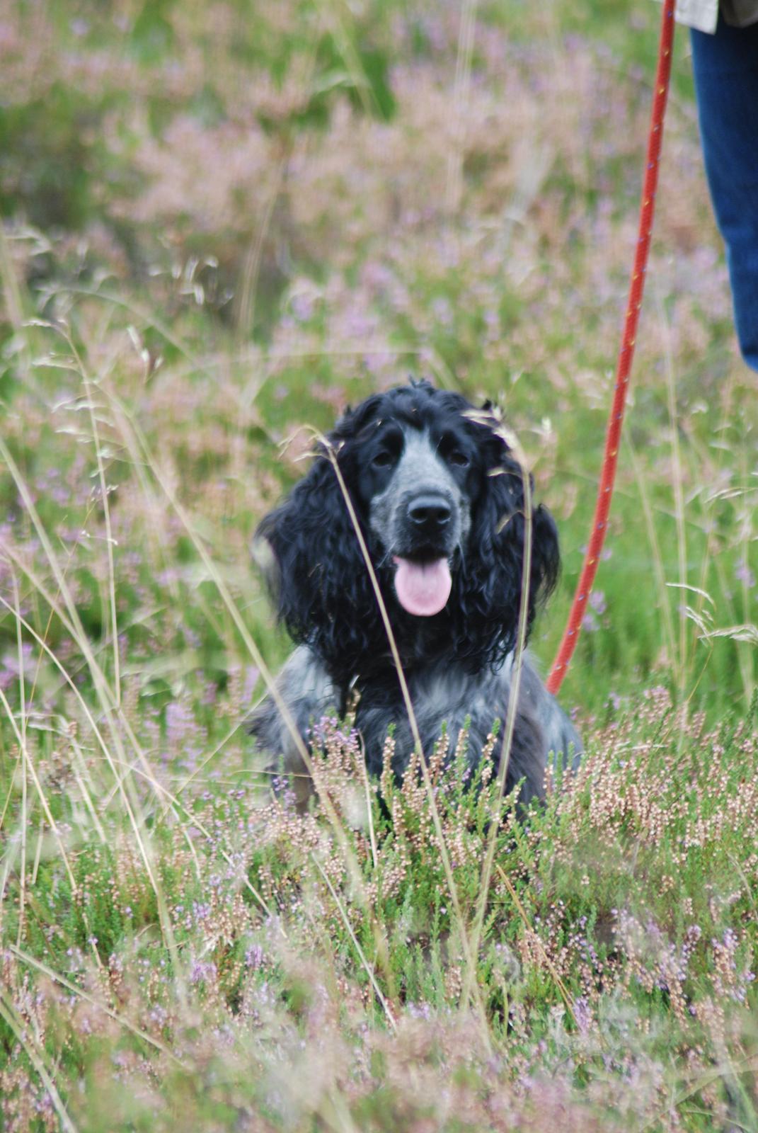 Cocker spaniel Silke - silke er med til jagt billede 13