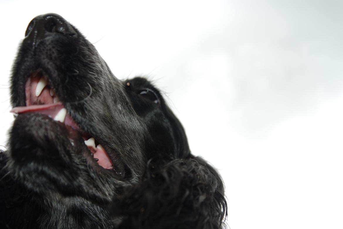 Cocker spaniel Silke - synes det her billed var rigtig sødt <3 billede 14