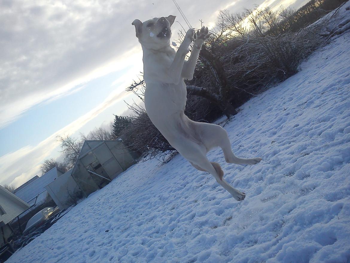 Labrador retriever (Fomel 1) Trine billede 2