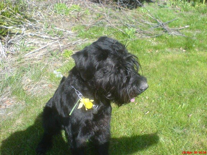 Riesenschnauzer La-Riesens Oscar ''Max'' billede 1