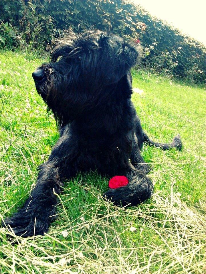 Riesenschnauzer La-Riesens Oscar ''Max'' billede 2