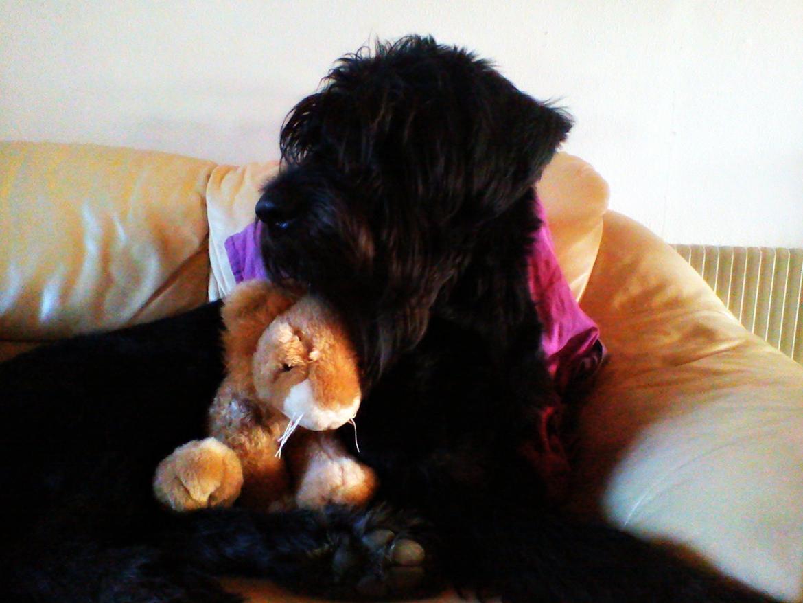 Riesenschnauzer La-Riesens Oscar ''Max'' billede 3