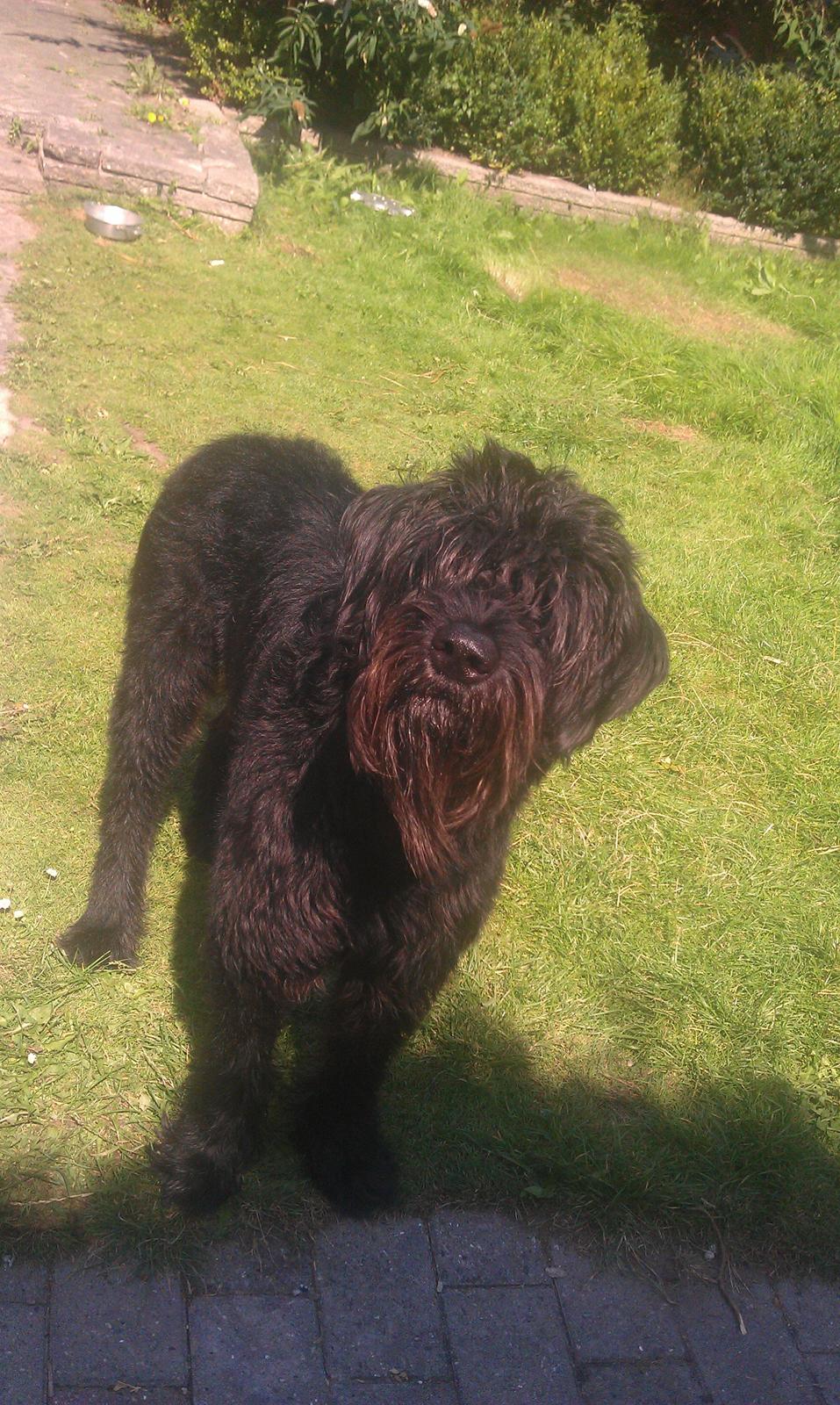 Riesenschnauzer La-Riesens Oscar ''Max'' billede 4