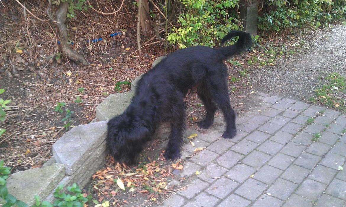 Riesenschnauzer La-Riesens Oscar ''Max'' billede 5