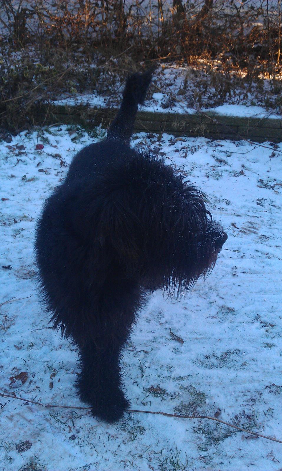 Riesenschnauzer La-Riesens Oscar ''Max'' billede 6