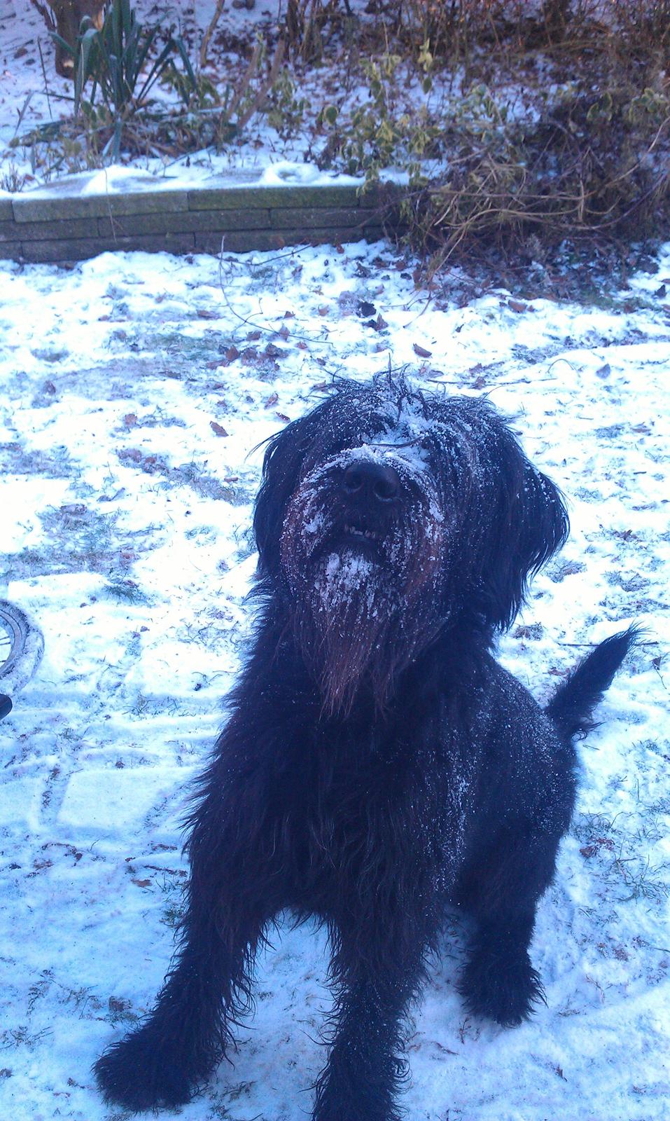 Riesenschnauzer La-Riesens Oscar ''Max'' billede 7