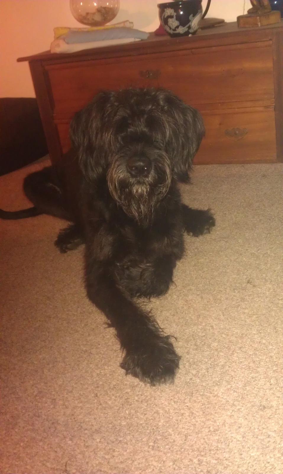 Riesenschnauzer La-Riesens Oscar ''Max'' billede 8