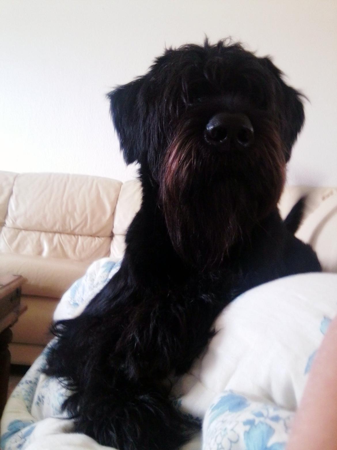 Riesenschnauzer La-Riesens Oscar ''Max'' billede 9