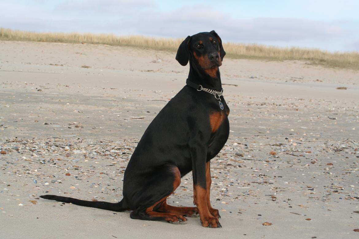 Dobermann Proud Danish Fancy Face(Chica) - februar 2013... billede 4