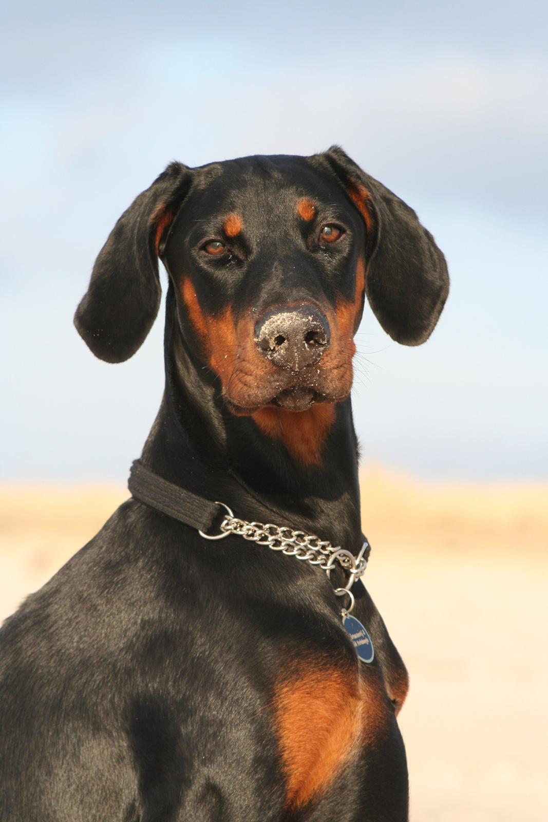 Dobermann Proud Danish Fancy Face(Chica) - februar 2013... billede 5