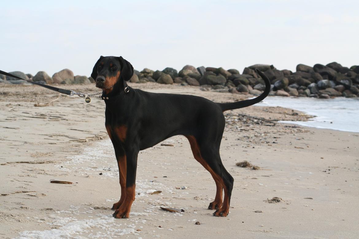 Dobermann Proud Danish Fancy Face(Chica) - februar 2013... billede 6