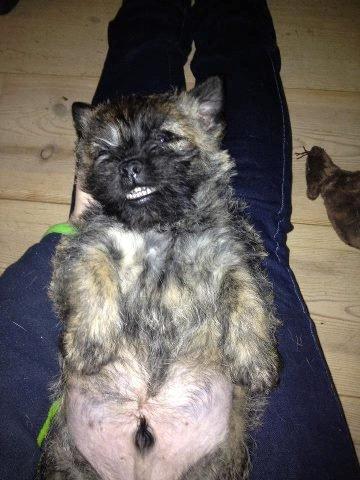 Cairn terrier Ludvig billede 1