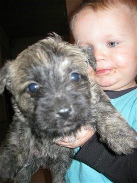 Cairn terrier Ludvig billede 2