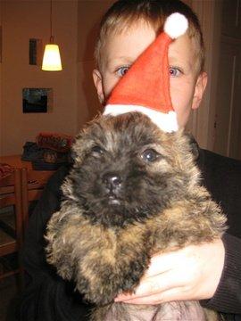 Cairn terrier Ludvig billede 3